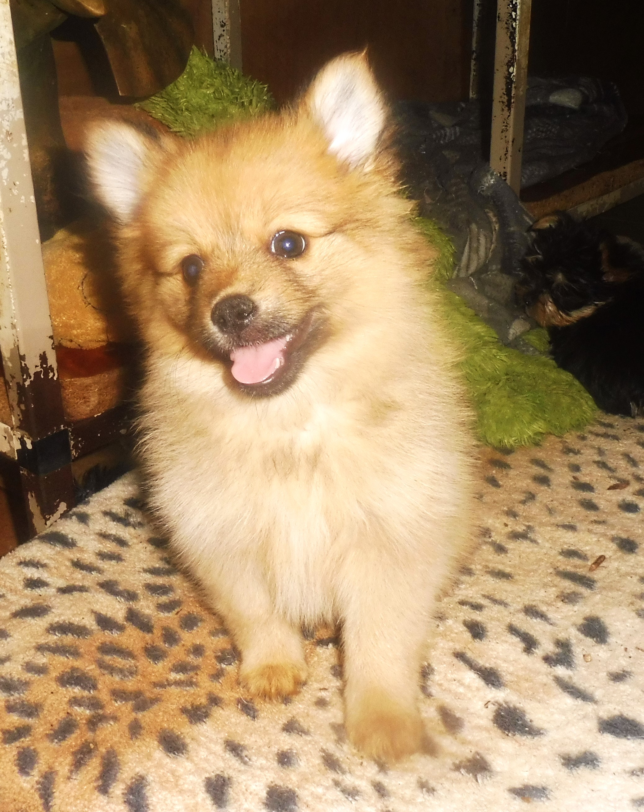Chien chiot dans le Tarn-et-Garonne (82) : annonces de chiens et