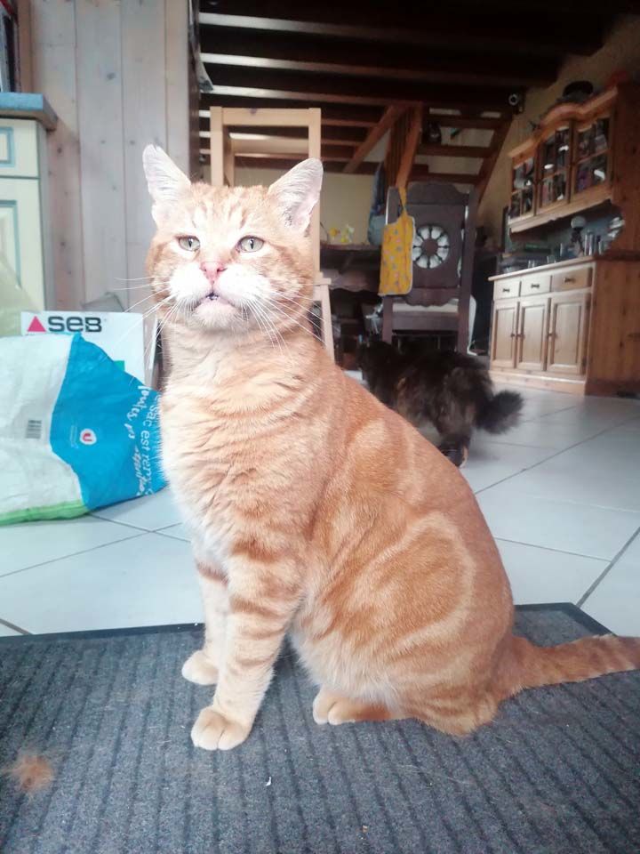 Donne Chat Chaton Dans La Loire Atlantique 44 Annonces De Chats Chatons A Donner