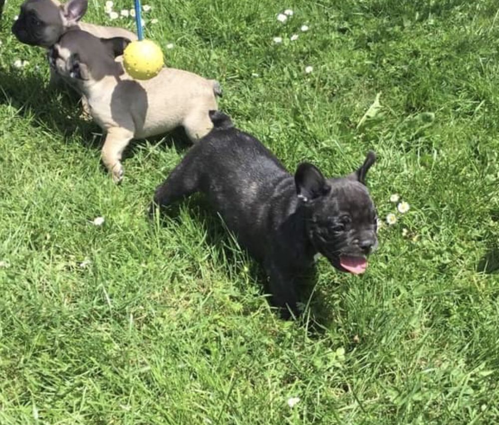 Chien chiot à Châtellerault (86) : annonces de chiens et chiots