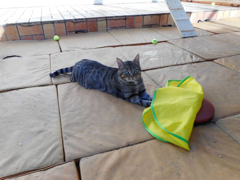 Chat Chaton A Bourges 18 Annonces De Chats Et Chatons