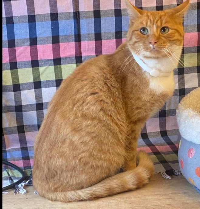 Donne Chat Chaton A Paris 18 75 Annonces De Chats Chatons A Donner