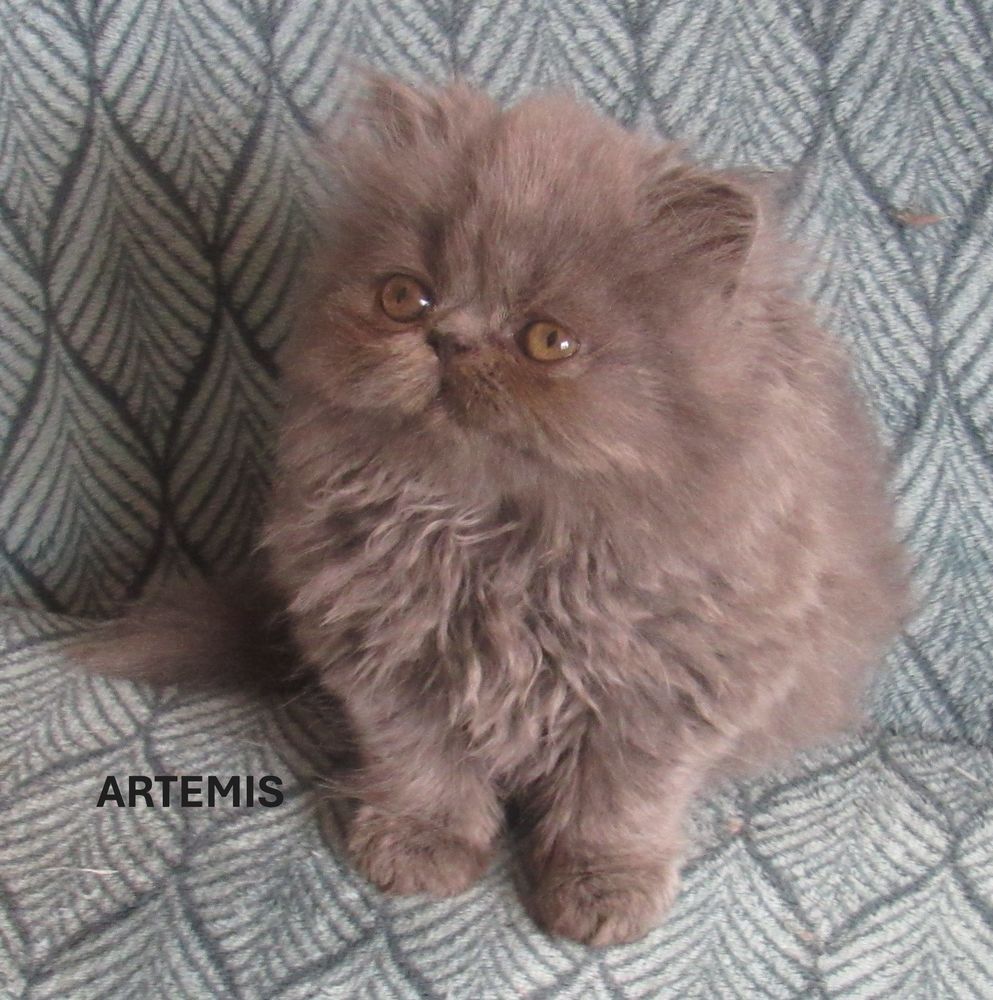 Chat Chaton En Auvergne Annonces De Chats Et Chatons