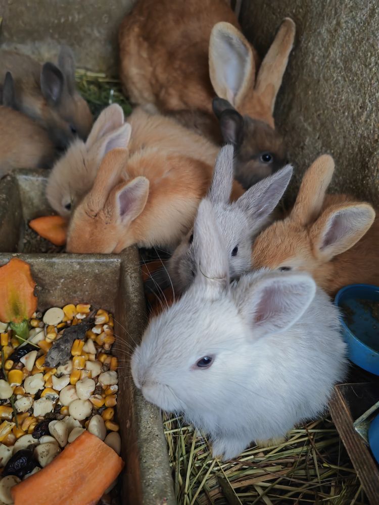 Lapin En Alsace Annonces De Lapins A Vendre Ou Donner