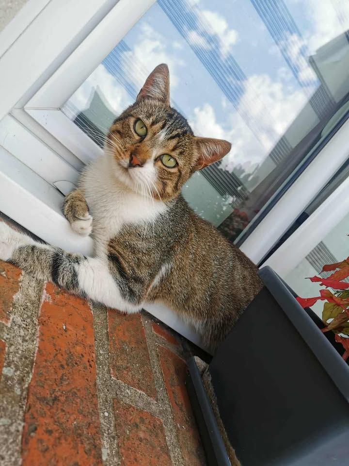 Chat Chaton Dans Le Pas De Calais 62 Annonces De Chats Et Chatons Chat Chaton Dans Le Pas De Calais 62 Annonces De Chats Et Chatons