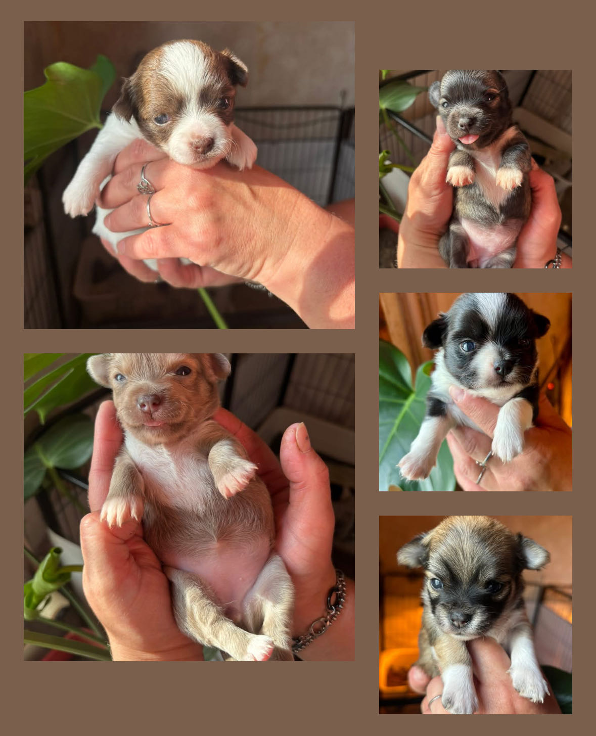 Animaux dans la Haute-Marne (52) : annonces