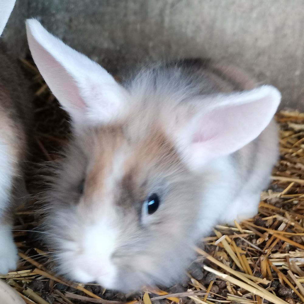 Lapin dans le HautRhin (68) annonces de lapins à vendre