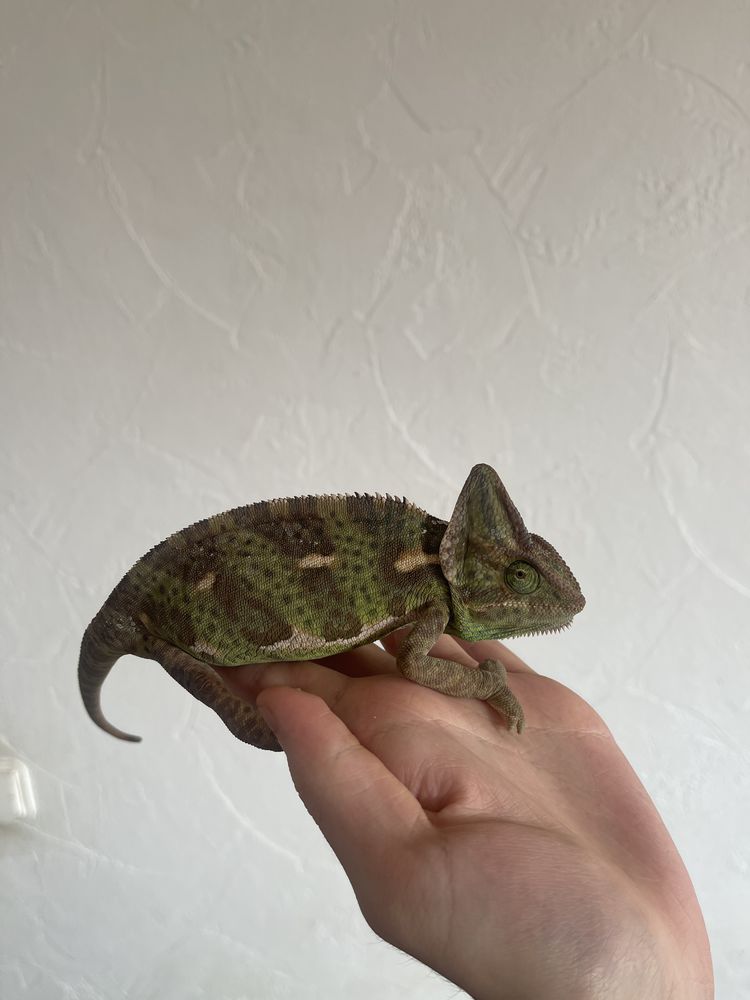 chat sexe villeneuve saint georges