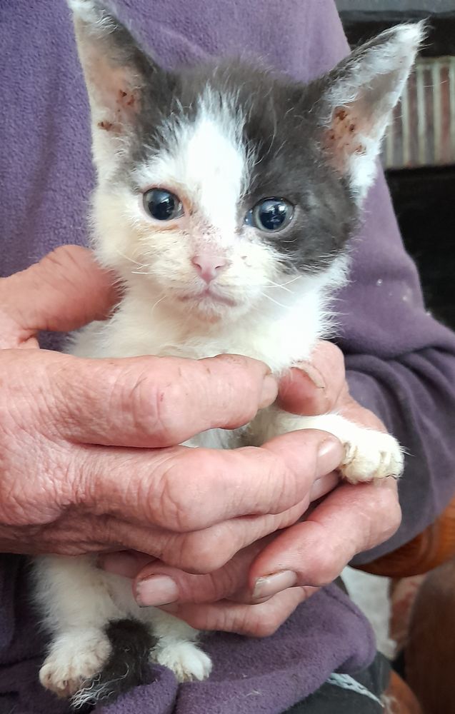 Chat Chaton A La Teste De Buch 33 Annonces De Chats Et Chatons