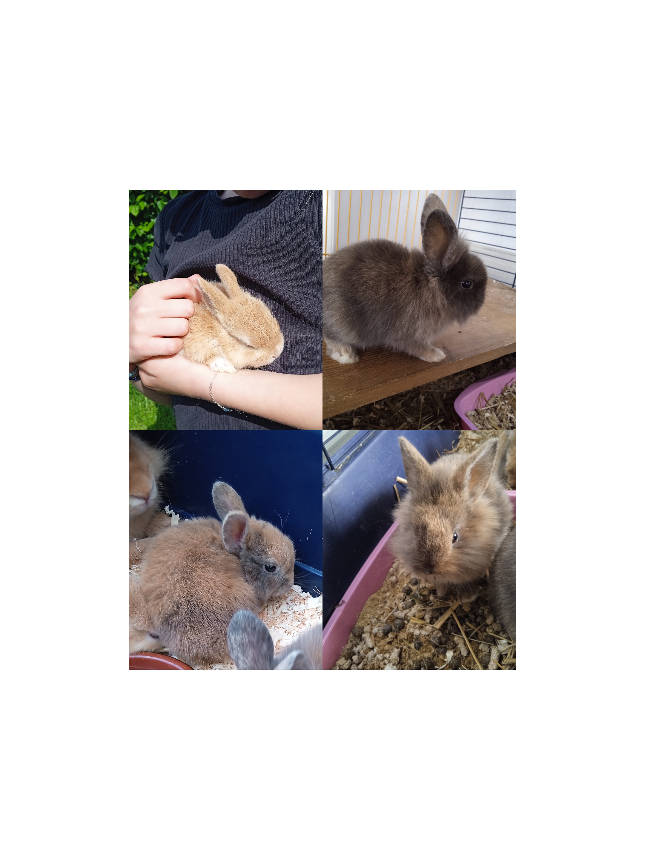 Lapin Nain En Ile De France Annonces De Lapins Nains A Vendre Ou Donner