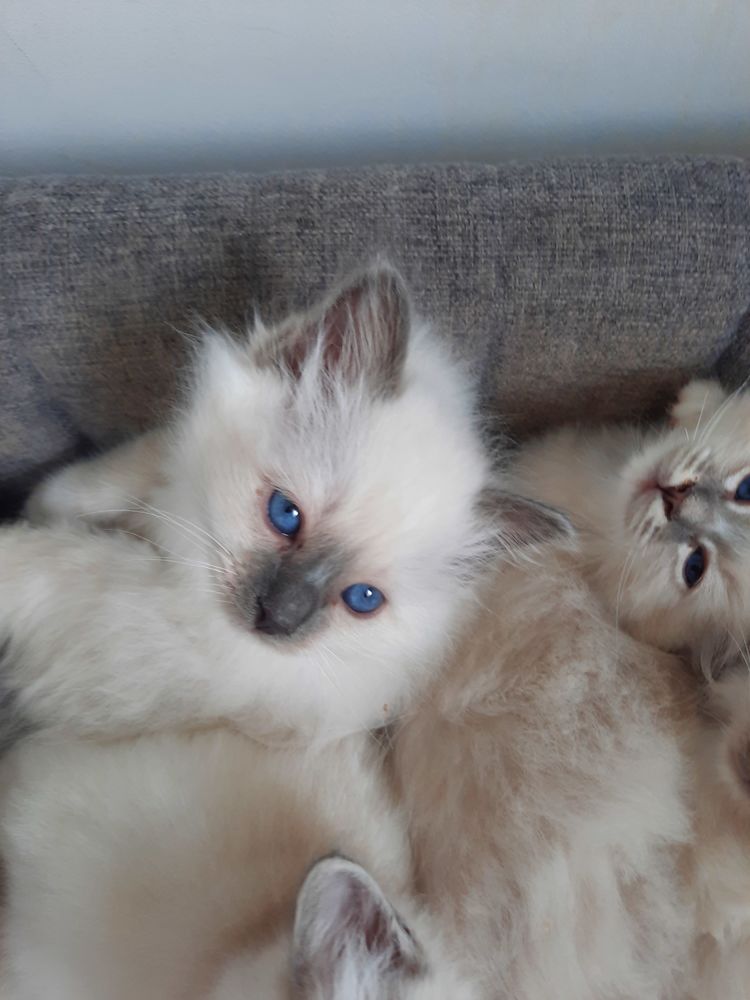 Chat Chaton Dans Le Val De Marne 94 Annonces De Chats Et Chatons