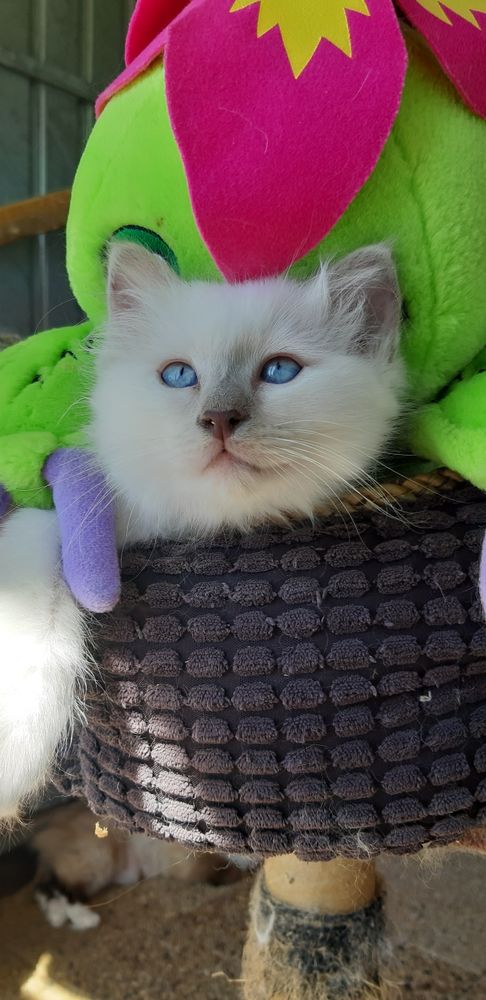 Chaton à Adopter Gratuitement Près De Nice