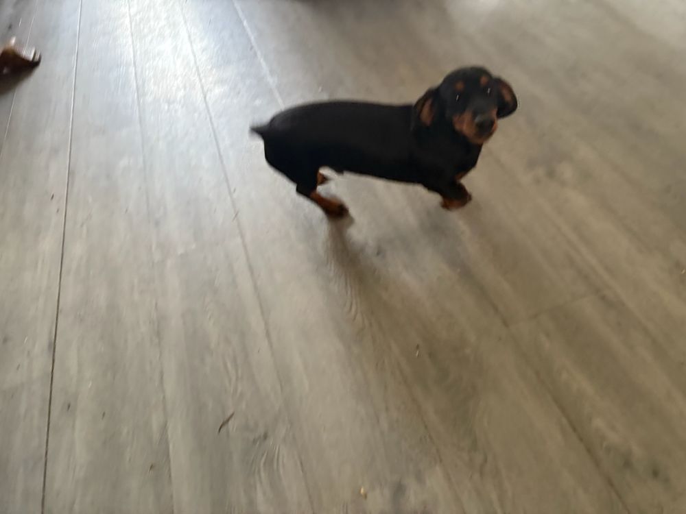 Animaux en Alsace : annonces