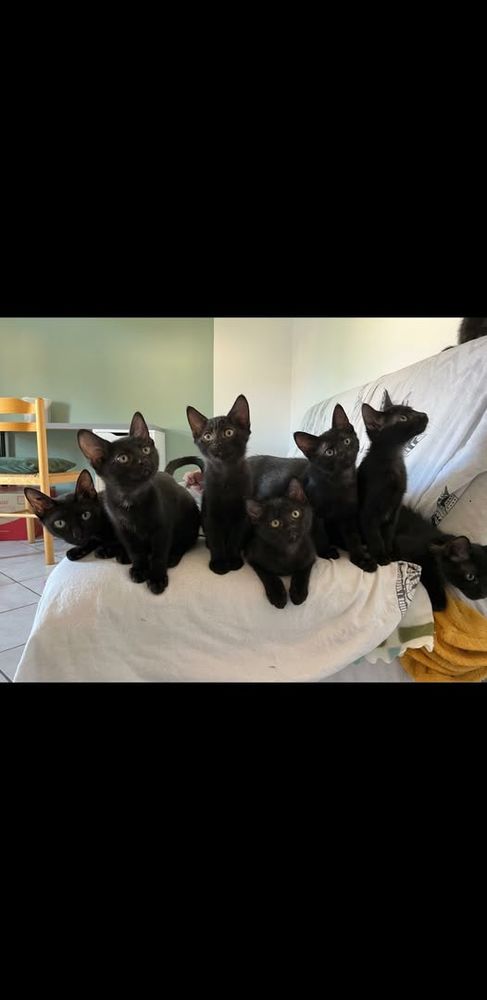 Donne Chat Chaton En Provence Alpes Cote D Azur Annonces De Chats Chatons A Donner