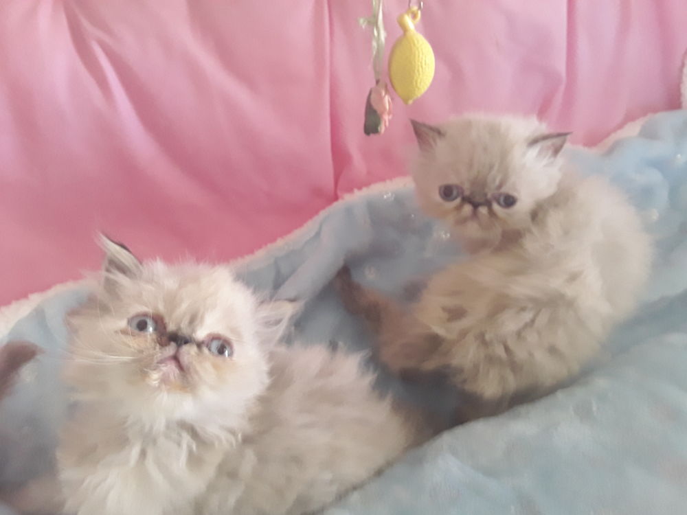 Persan Chat Chaton Dans Le Vaucluse 84 Annonces Chats Et Chatons A Donner Ou Adopter