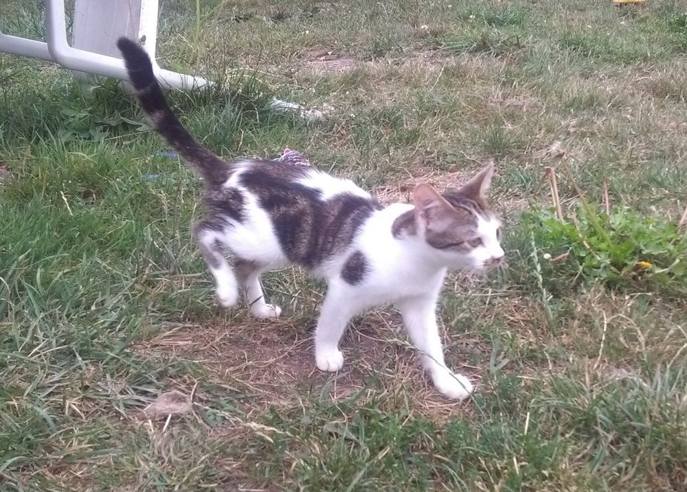 Adoption Chat Chaton A Amiens 80 Annonces De Chats Et Chatons A Adopter