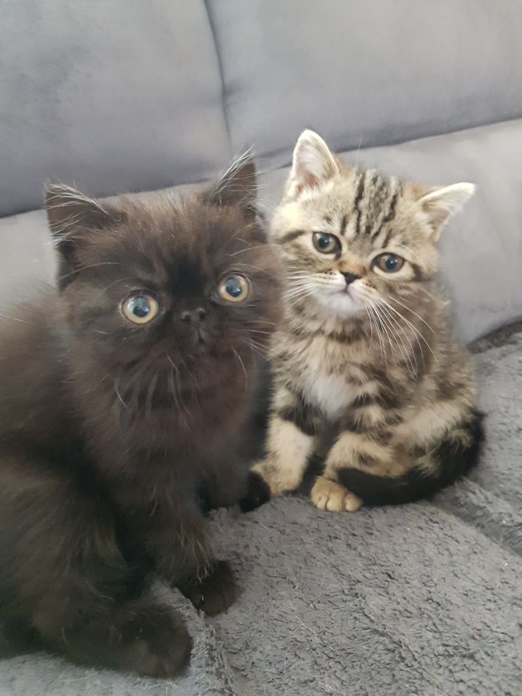 Persan Chat Chaton En Bretagne Annonces Chats Et Chatons A Donner Ou Adopter Persan Chat Chaton En Bretagne Annonces Chats Et Chatons A Donner Ou Adopter