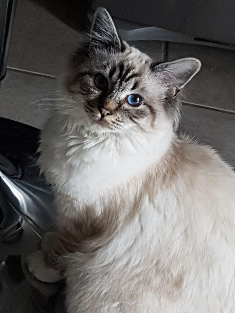 Chat chaton dans la Loire (42) annonces de chats et chatons