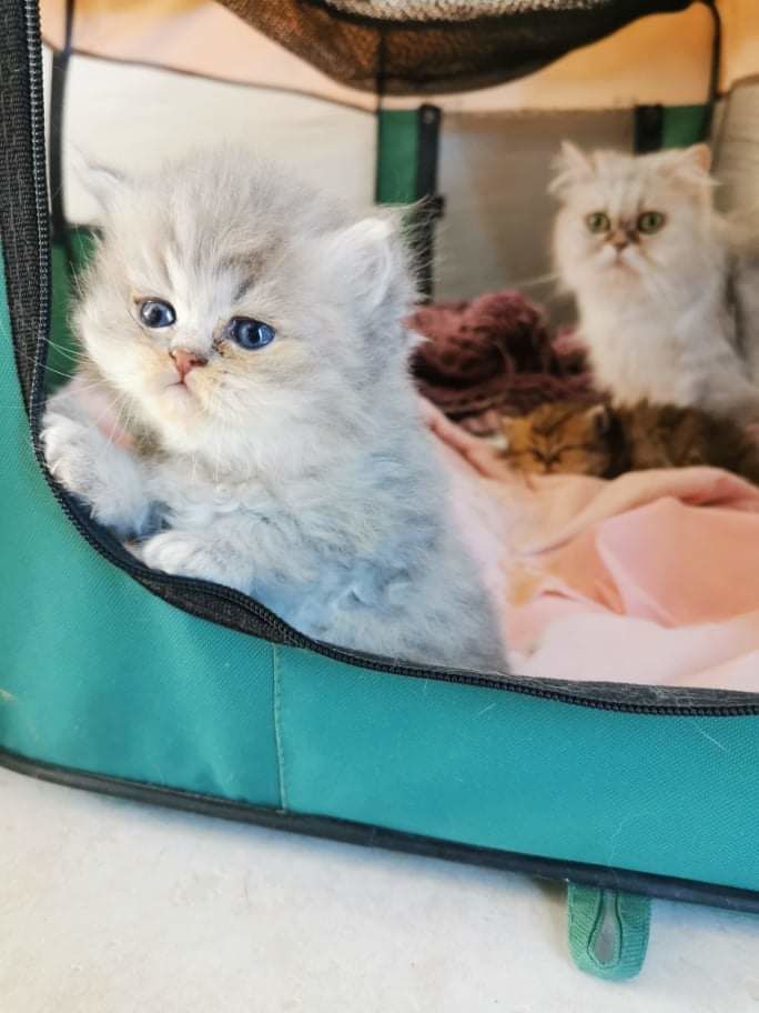 Persan Chat Chaton En Haute Normandie Annonces Chats Et Chatons A Donner Ou Adopter