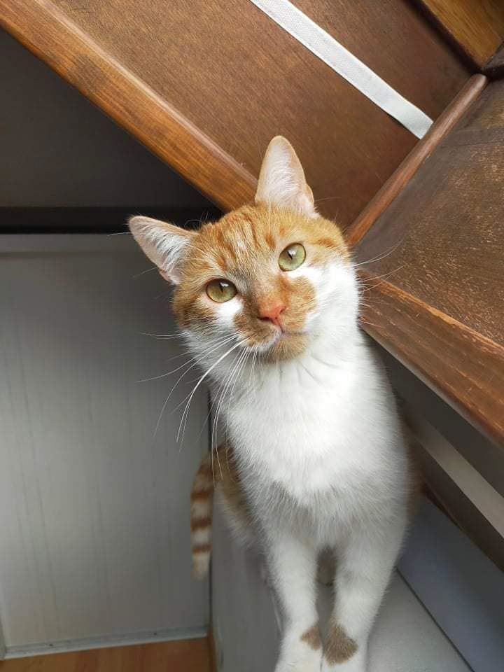 Donne chat chaton dans le Nord (59) annonces de chats