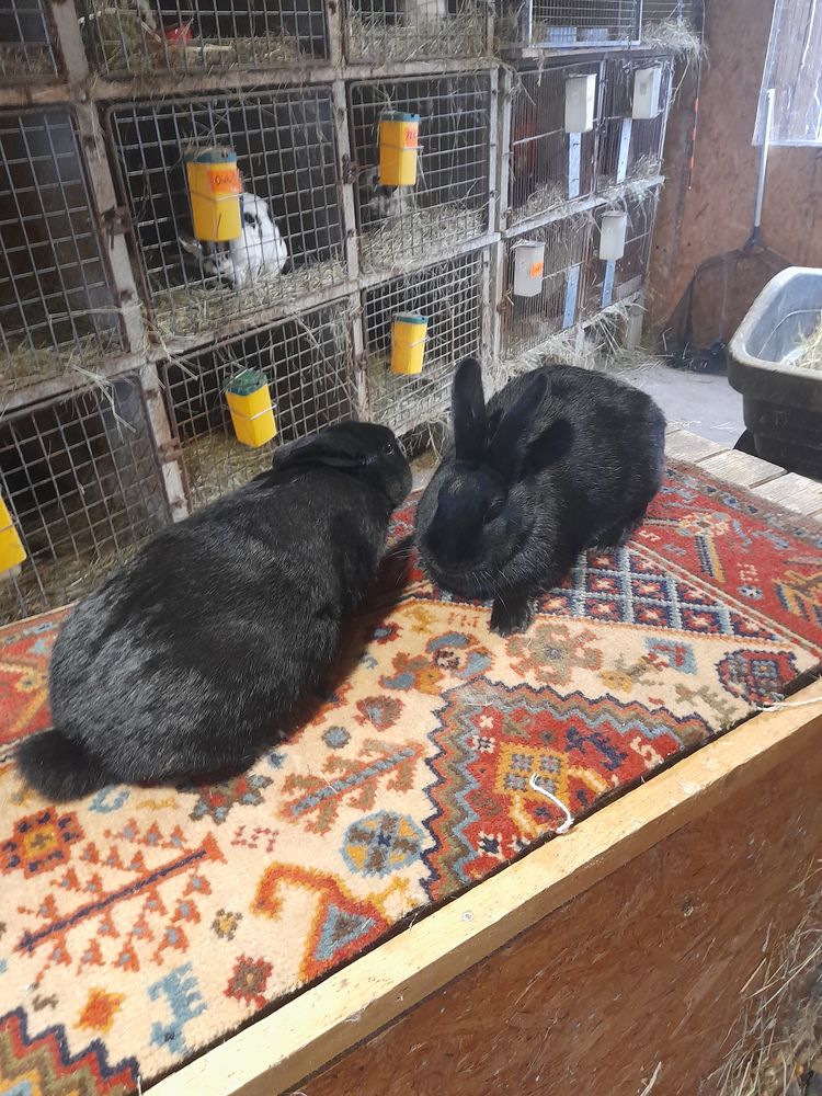 sexe territoire de belfort