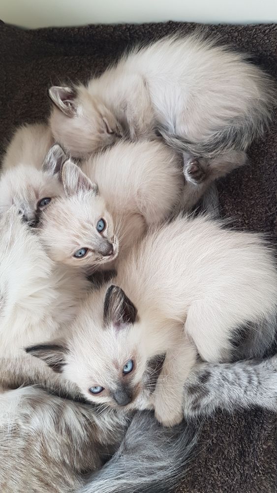 Siamois Chat Chaton En Provence Alpes Cote D Azur Annonces Chats Et Chatons A Donner Ou Adopter