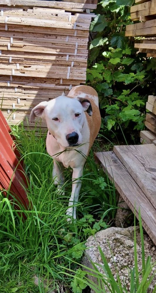 Donne chien chiot à BoulogneBillancourt (92) annonces