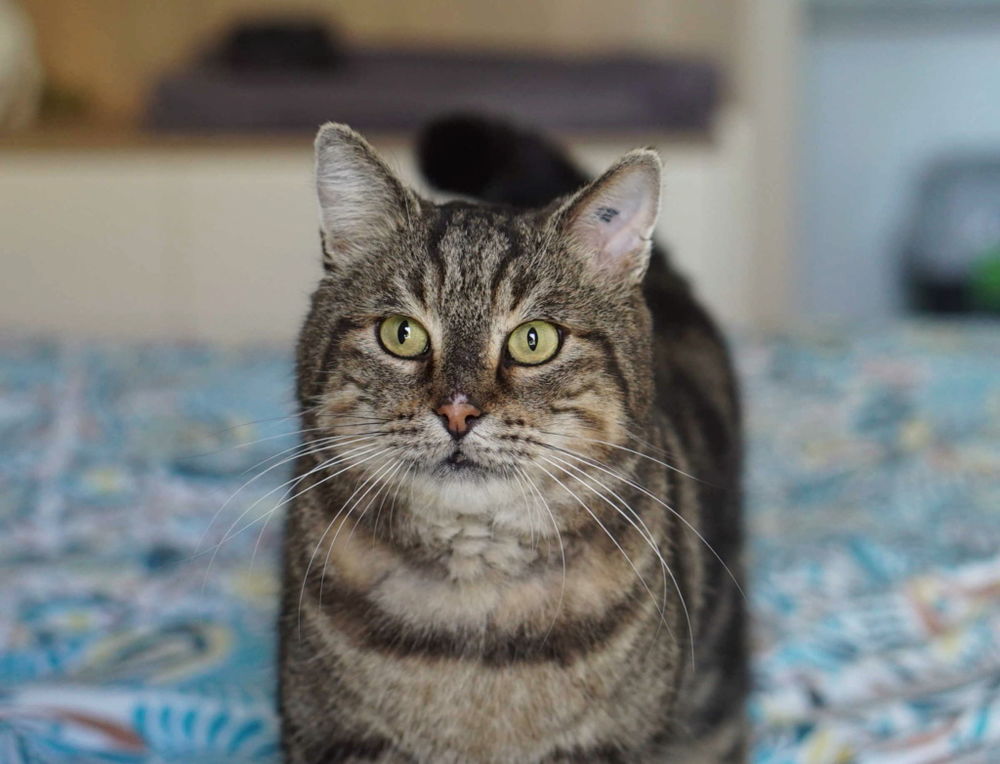 Chaton à Adopter Gratuitement Près De Nice