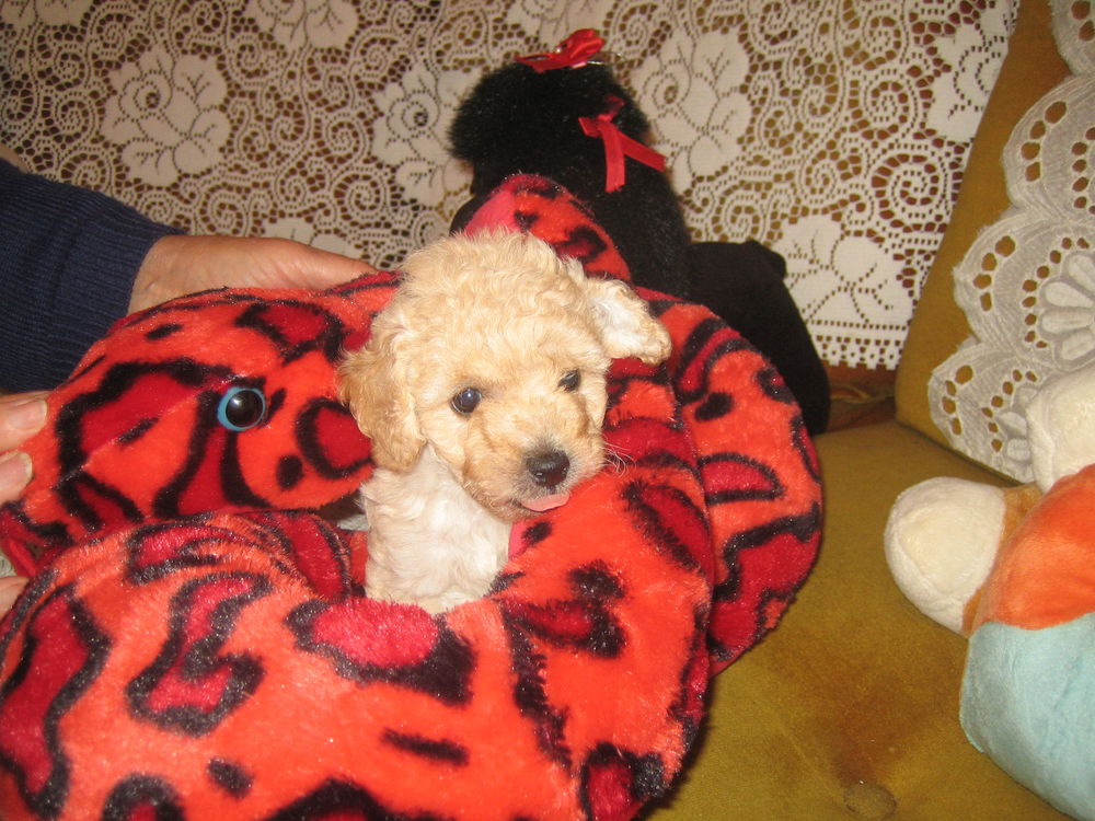 33 Tiny Don De Chien 59 Picture HD Fr bleumoonproductions
