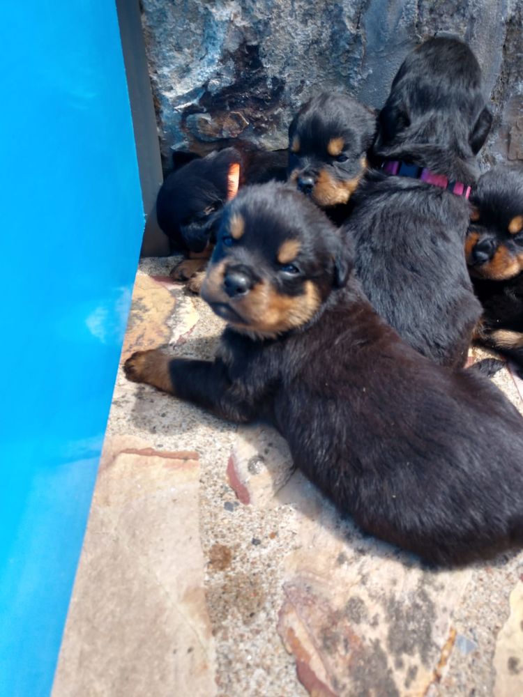 Cherche chien chiot en IlleetVilaine (35) annonces de