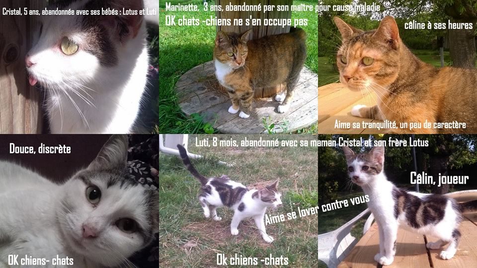 Donne Chat Chaton Dans La Somme 80 Annonces De Chats Chatons A Donner
