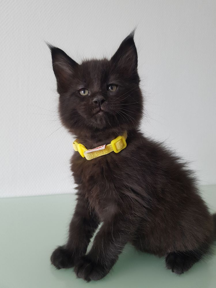 Maine Coon Chat Chaton En Vendee 85 Annonces Chats Et Chatons A Donner Ou Adopter