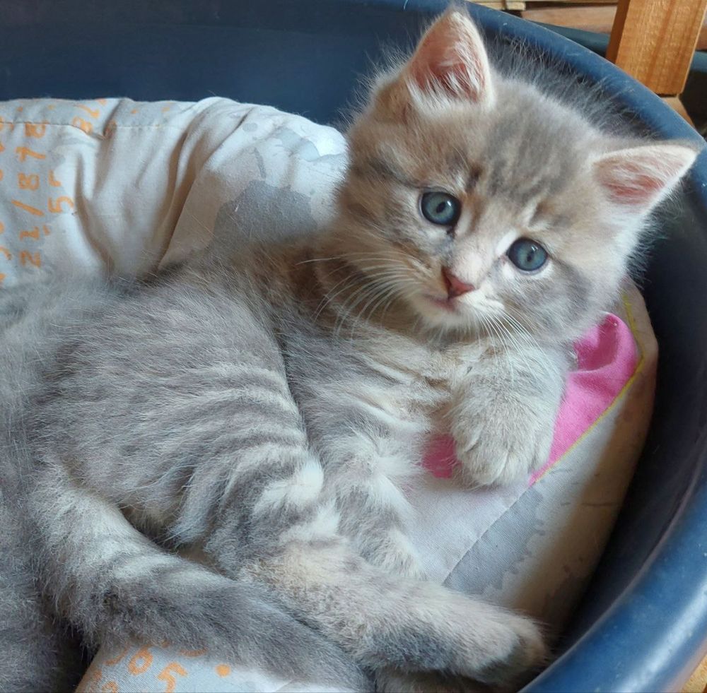 Norvegiens Chat Chaton Annonces Chats Et Chatons A Donner Ou Adopter