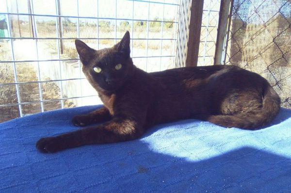 Chat Chaton A Paris 1 75 Annonces De Chats Et Chatons
