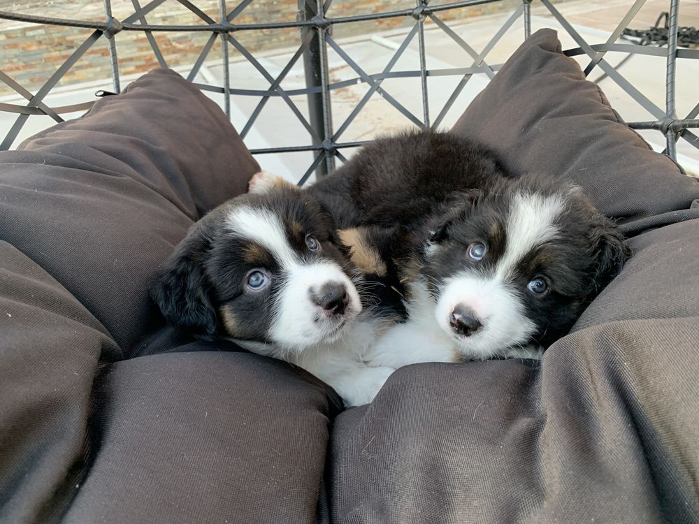 Chien Chiot A Meaux 77 Annonces De Chiens Et Chiots