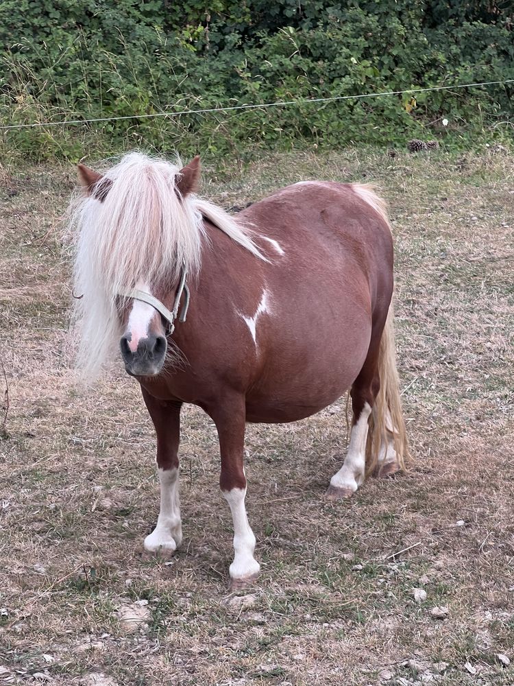 Poney Ponette Annonces De Poneys Et Ponettes Poney Ponette Annonces De Poneys Et Ponettes