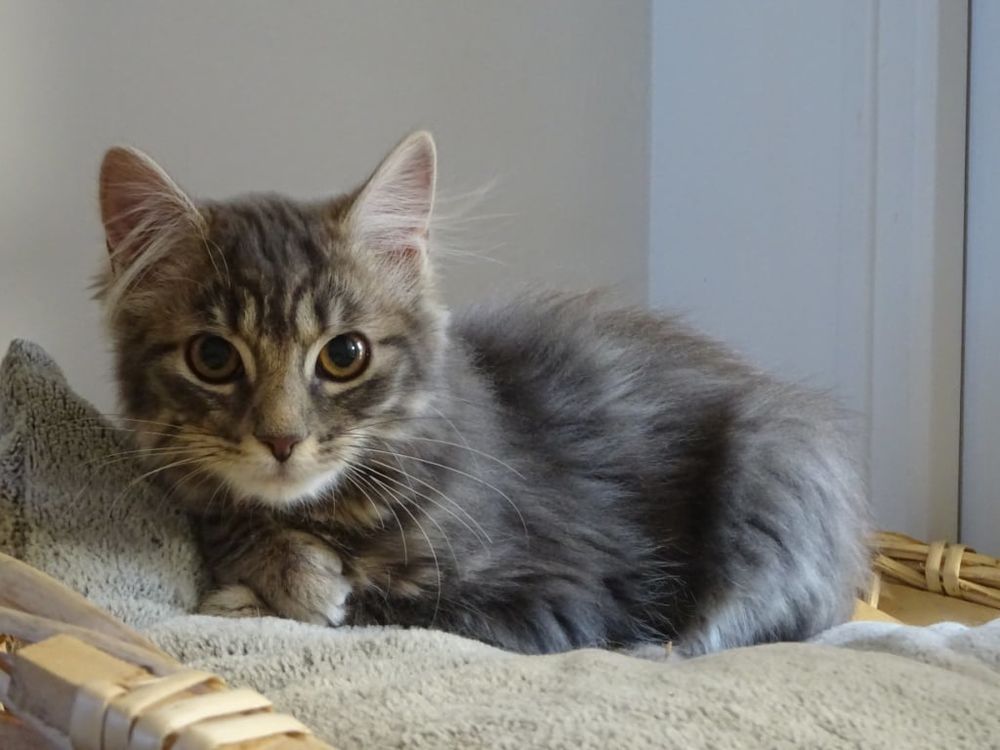 chat cherbourg octeville