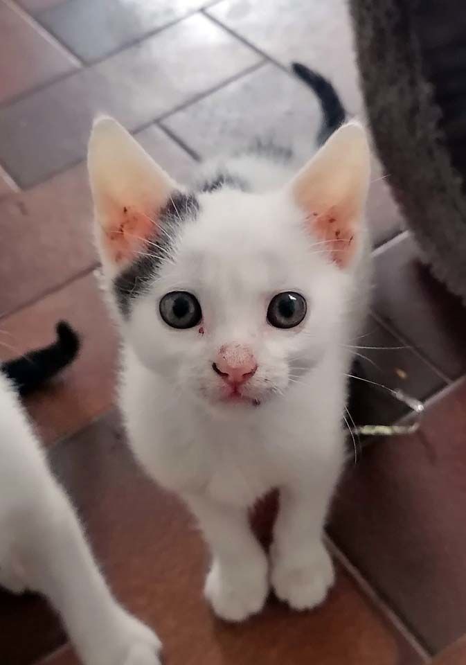 Adoption chat chaton dans le MaineetLoire (49