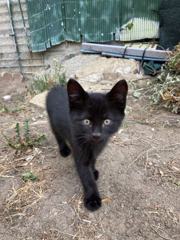 Chat Chaton A Lorient 56 Annonces De Chats Et Chatons Chat Chaton A Lorient 56 Annonces De Chats Et Chatons