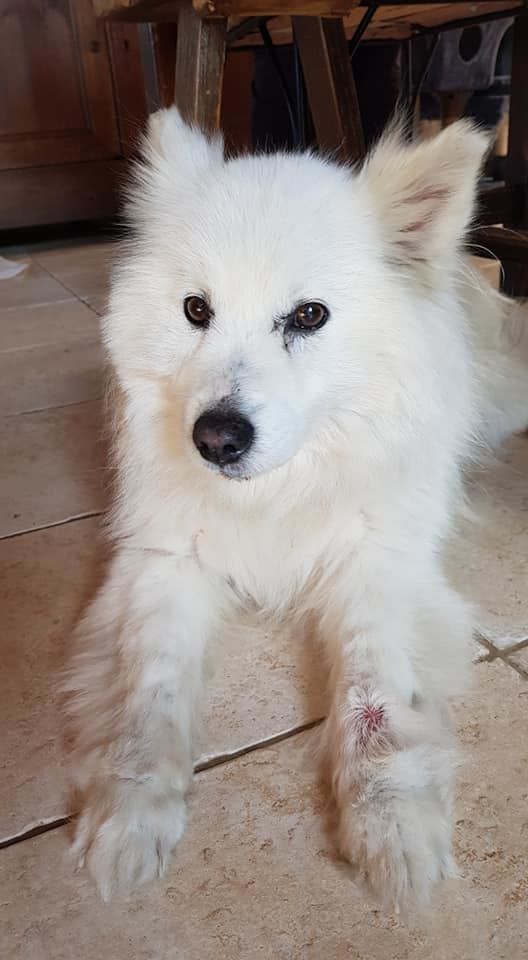 Adoption chien, chiot à Pontchâteau (44) annonces de