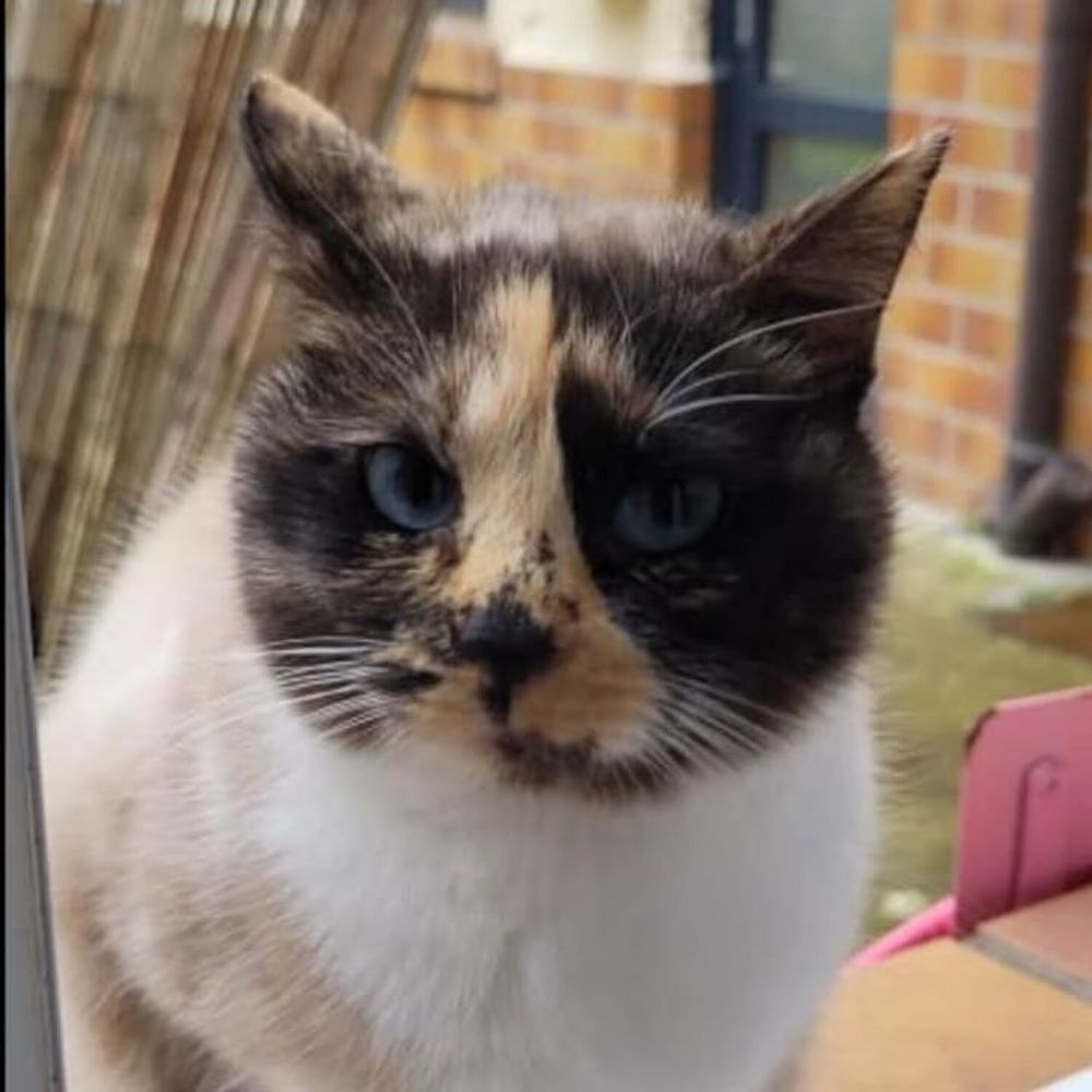 Adoption Chat Chaton Dans Le Nord Pas De Calais Annonces De Chats Et Chatons A Adopter Adoption Chat Chaton Dans Le Nord Pas De Calais Annonces De Chats Et Chatons A Adopter