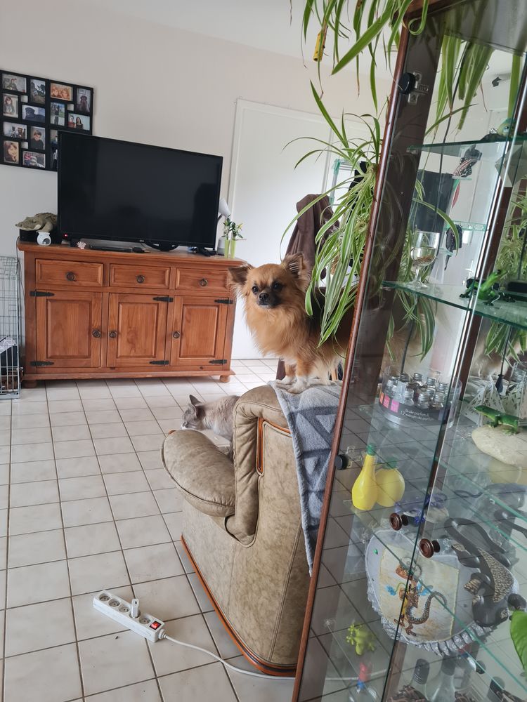 Saillie en Bretagne petites annonces animaux pour saillie