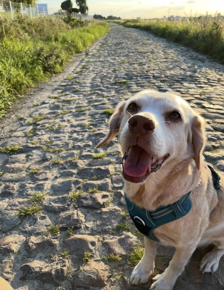 Donne Chien Contre Bon Soin Dans Le 80