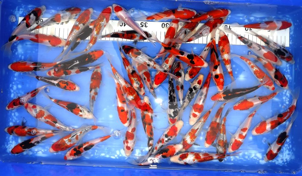 20 Découpe mini poissons 4.5 x3.5 cm ACCUCUT Assortis Fabrication Carte de pêche poisson rouge