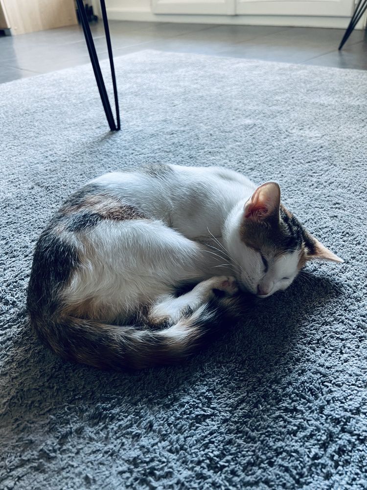 Donne Chat Chaton En Rhone Alpes Annonces De Chats Chatons A Donner