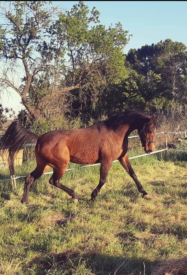Pur sang anglais annonces chevaux purs sang anglais