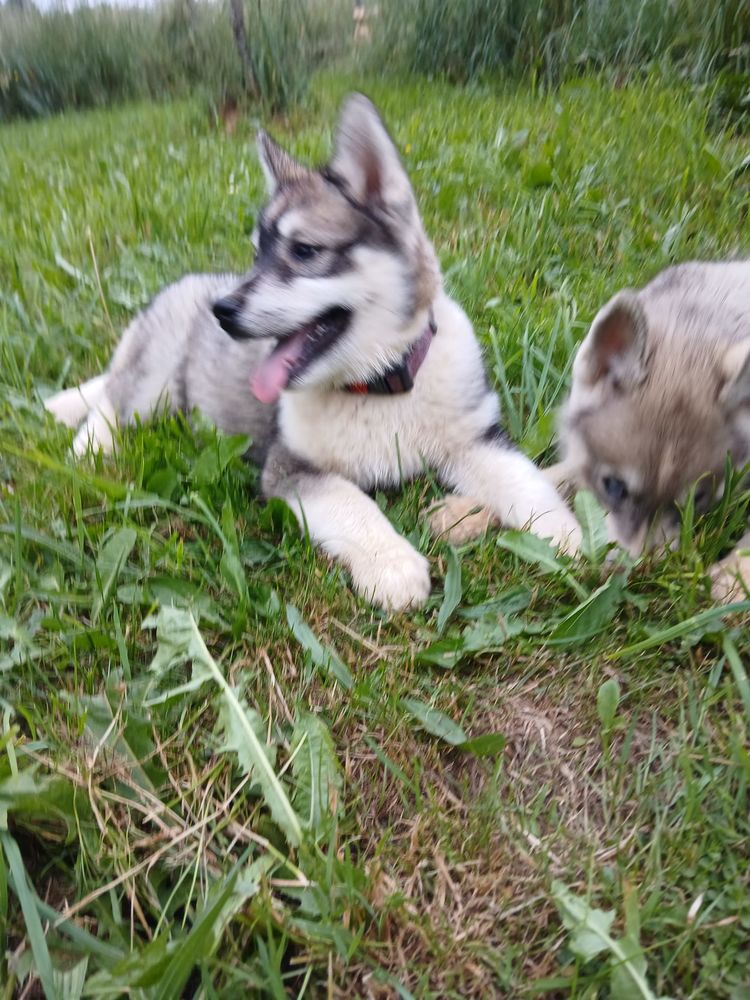 Chien chiot dans le Limousin : annonces de chiens et chiots