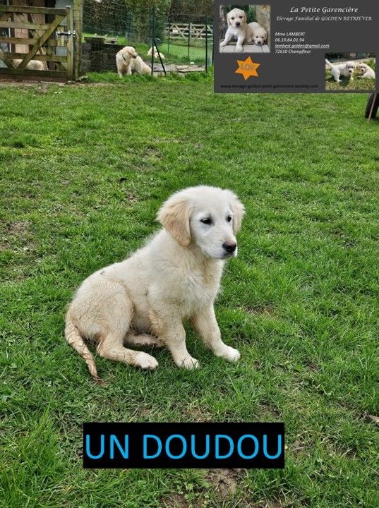 Chien chiot dans la Sarthe (72) : annonces de chiens et chiots