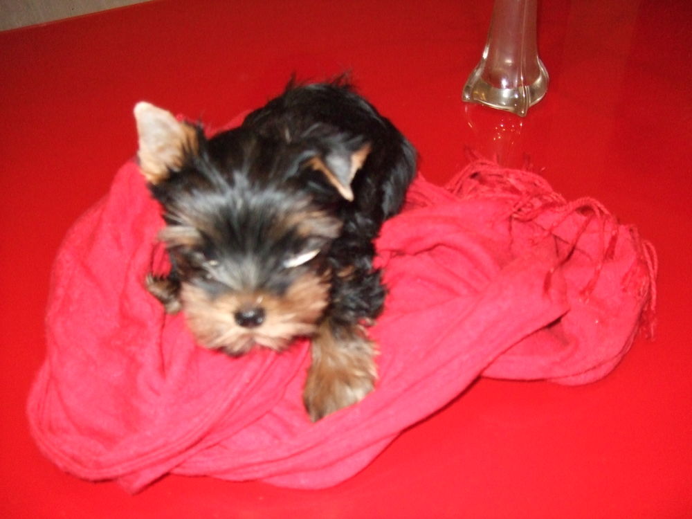 Yorkshire chien, chiot en Bourgogne : annonces chiens et chiots à