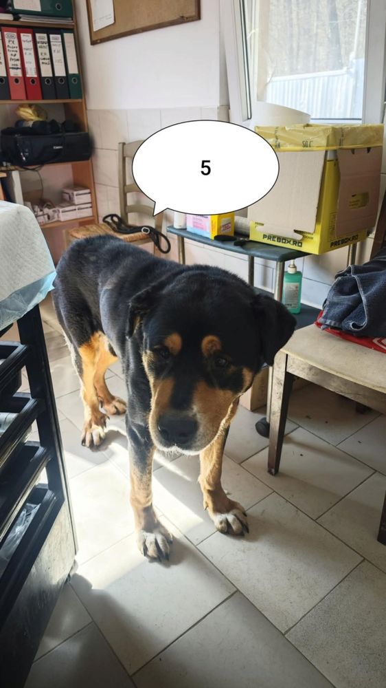 Chien chiot dans le MaineetLoire (49) annonces de