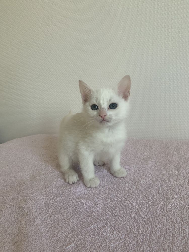 Angora Turc Chat Chaton Annonces Chats Et Chatons A Donner Ou Adopter